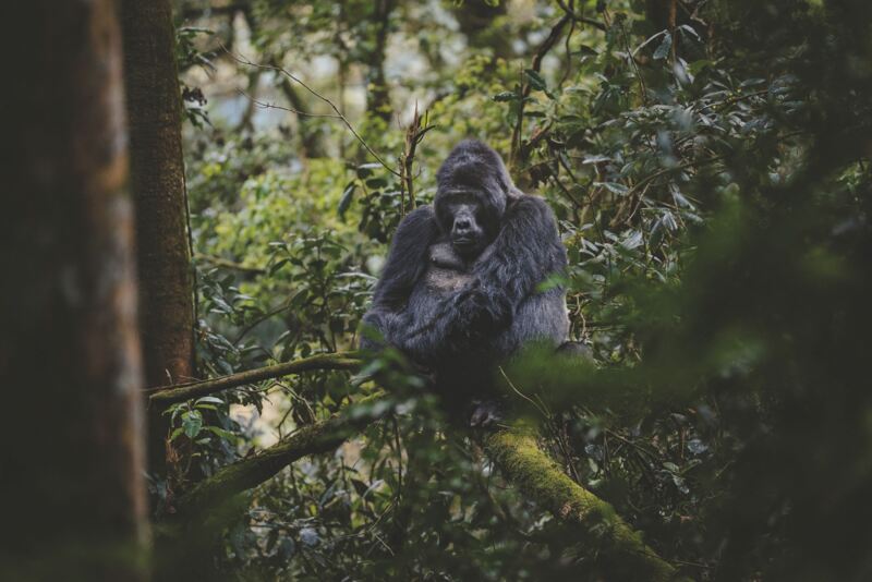 Gorilla in Oeganda © Jambo Safari Club Gorilla in Oeganda © Jambo Safari Club