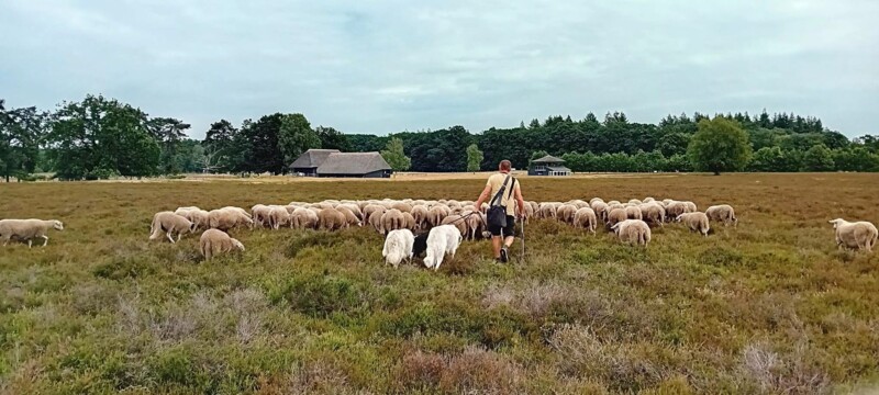 Herder met Schaapskudde © Schaapskudde Epe-Heerde Herder met Schaapskudde © Schaapskudde Epe-Heerde