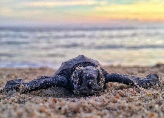 Schildpadden spotten in Thailand: dit zijn de beste plekken