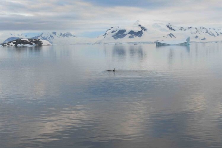 5 redenen om een Arctische droomreis te maken