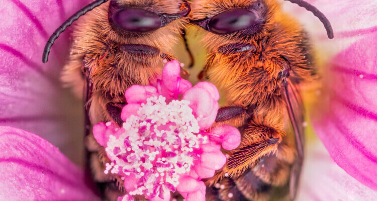 Love at first buzz: Guerlain nodigt iedereen uit om verliefd te worden op bijen