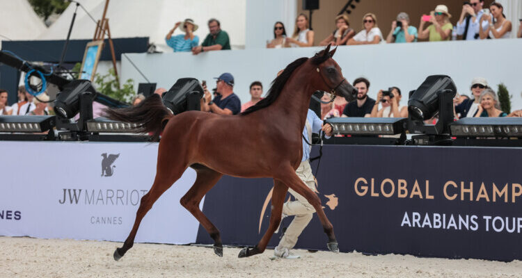 De Global Champions Arabians Tour komt voor het eerst naar Nederland