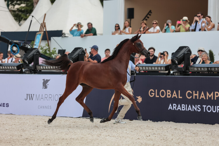 De Global Champions Arabians Tour komt voor het eerst naar Nederland